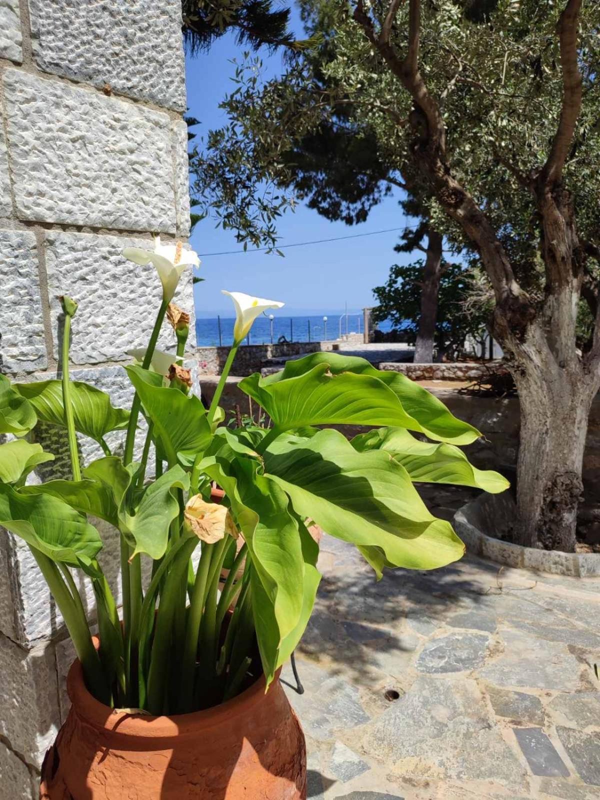 Ktima Zaxarias Hotel ก๊กกาลา ภายนอก รูปภาพ